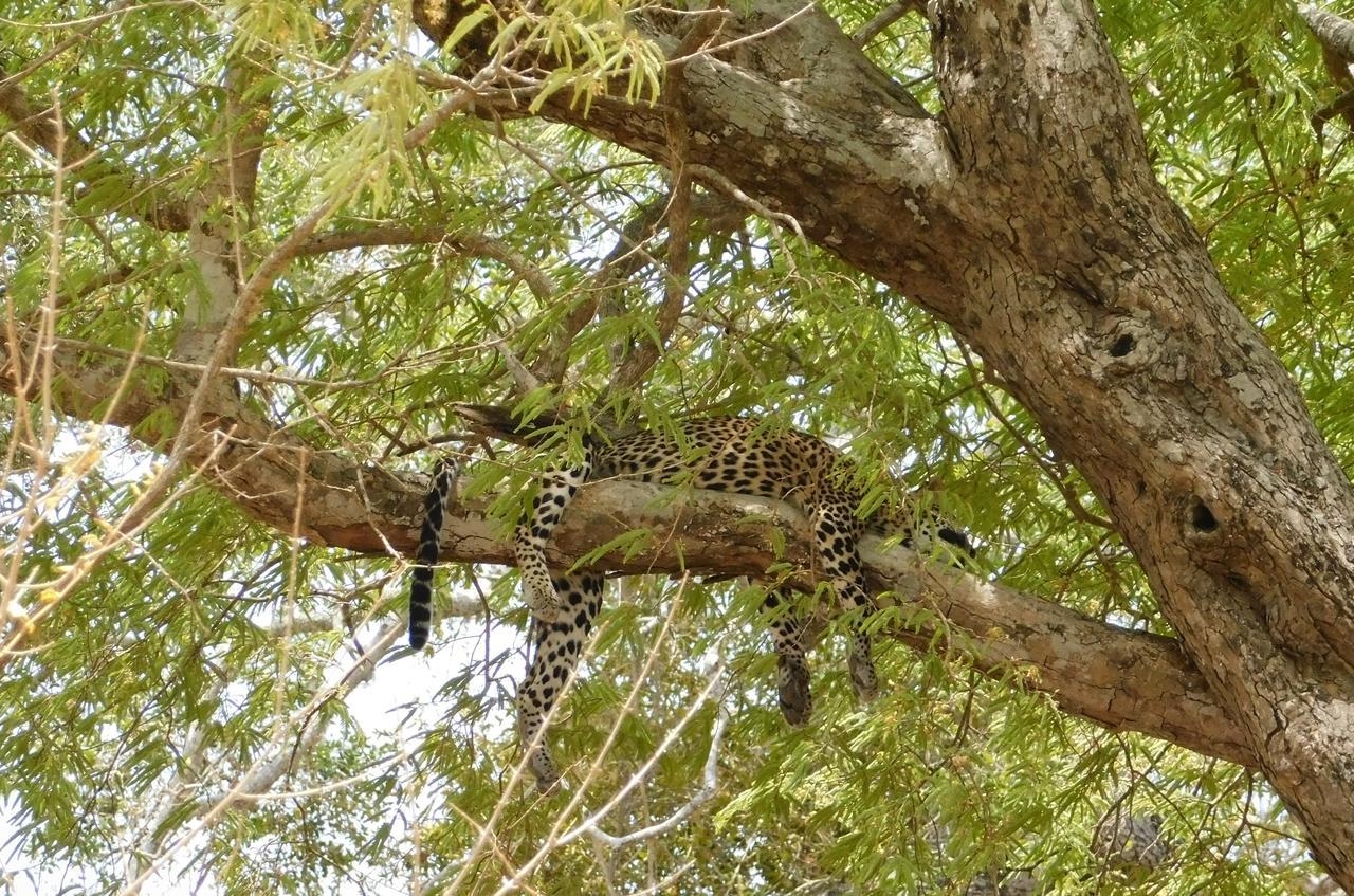 Galapita Eco Lodge Buttala Εξωτερικό φωτογραφία